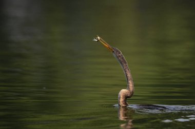 Sudaki güzel bir kuşun yakın plan çekimi.