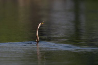 Bir gölün üzerindeki nilüfer çiçeğinin yakın plan çekimi.