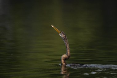 Sudaki güzel bir kuşun yakın plan çekimi.
