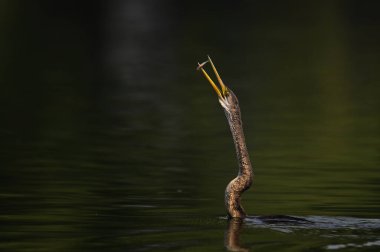 Sudaki güzel bir kuşun yakın plan çekimi.