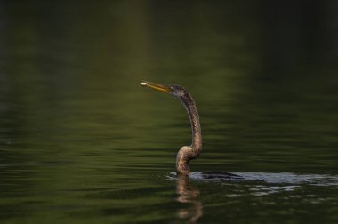 Sudaki güzel bir kuşun yakın plan çekimi.