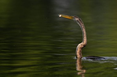 Sudaki güzel bir kuşun yakın plan çekimi.