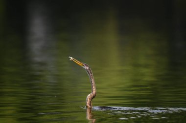 Sudaki güzel bir kuşun yakın plan çekimi.