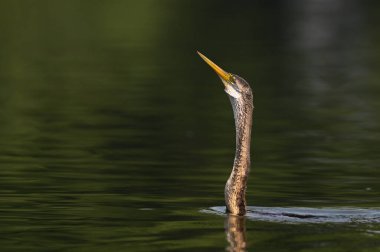 Sudaki bir kuşun yakın plan çekimi.