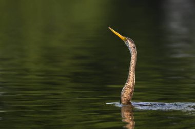 Sudaki güzel bir kuşun yakın plan çekimi.