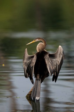 Suda büyük bir balıkçıl (ardea alba)