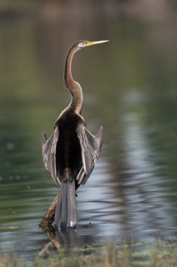 Sudaki büyük balıkçıl (ardea cinerea)