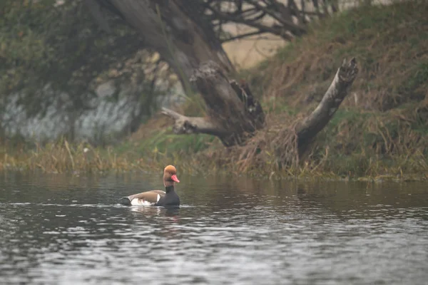 Jeune Femme Assise Sur Rive Rivière — Photo