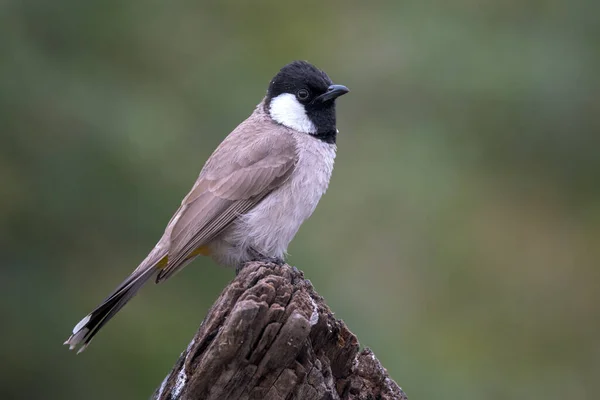 Vacker Utsikt Över Vacker Fågel Naturen — Stockfoto