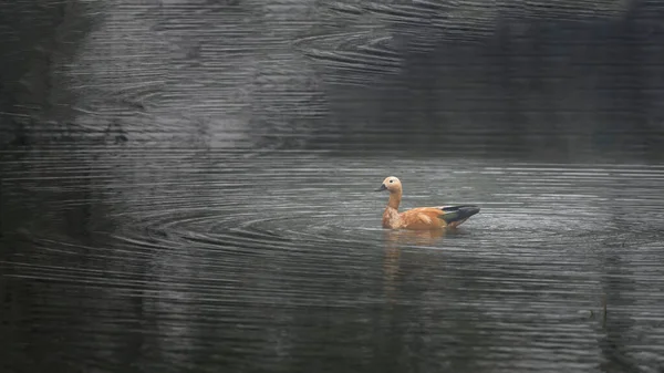 Schöner Weißer Schwan Auf Dem See — Stockfoto