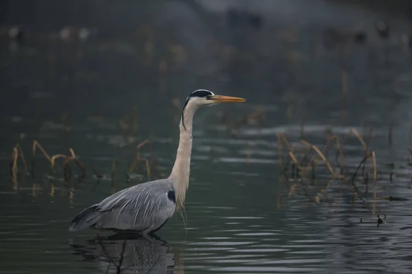 Крупный План Черной Цапли Озере — стоковое фото
