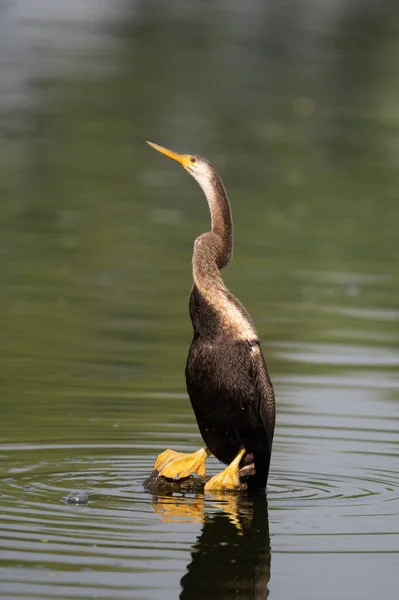 Belo Tiro Pelicano Cabeça Preta Nadando Água — Fotografia de Stock