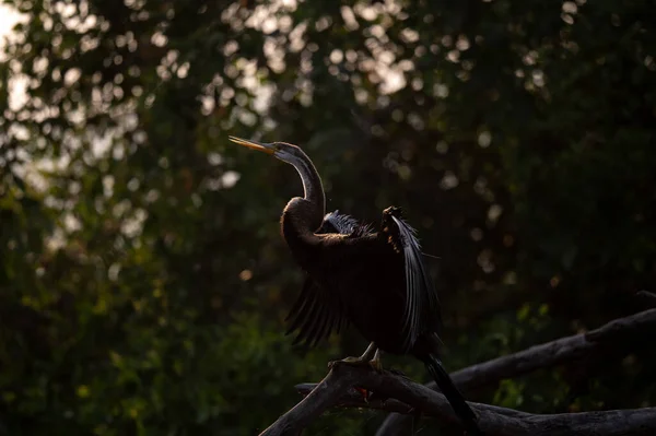 Velká Černá Volavka Národním Parku Kruger Florida — Stock fotografie