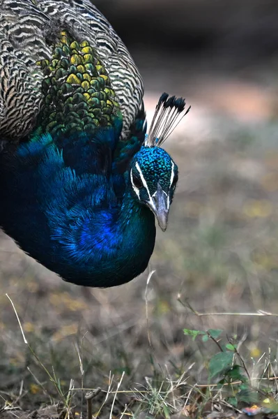 Beau Paon Avec Oiseau — Photo