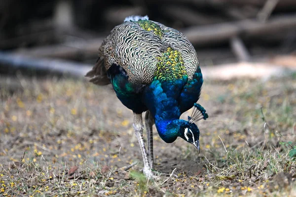 Paon Aux Yeux Bleus Plumes Vertes — Photo