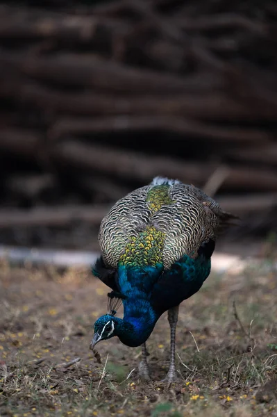 Beautiful Peacock Park — Stock Photo, Image
