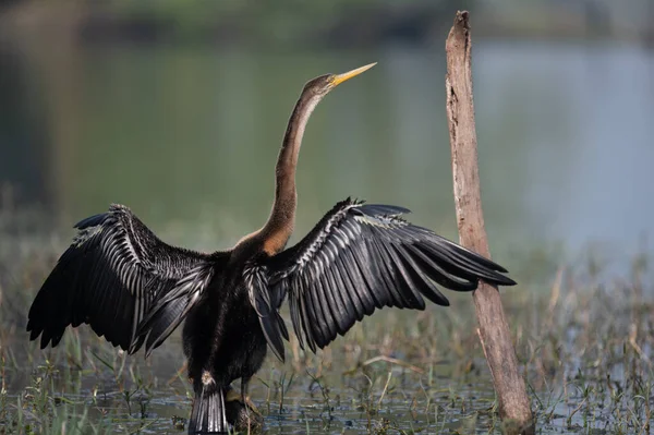 Grote Zilverreiger Ardea Cinerea Het Water — Stockfoto