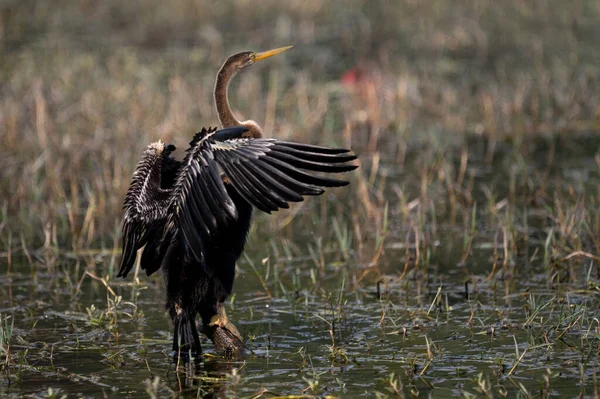 Большая Цапля Ardea Cinerea Воде — стоковое фото