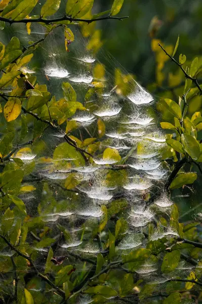 Höst Löv Höst Säsong Flora — Stockfoto