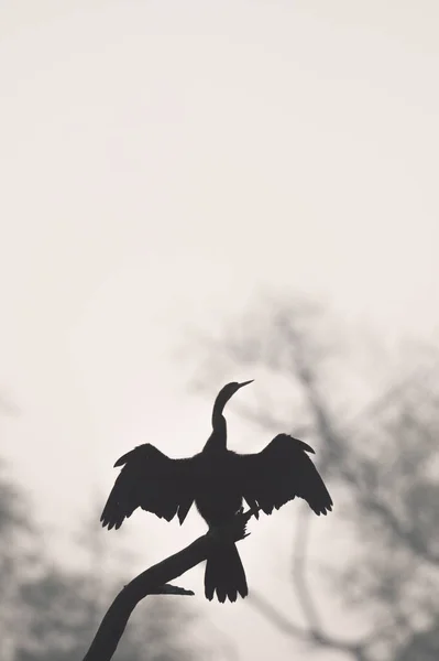 Cigüeña Blanca Negra Volando Cielo — Foto de Stock