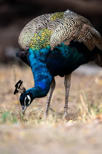 Pavo Real Zoológico — Foto de Stock