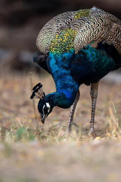 Pavo Real Zoológico — Foto de Stock