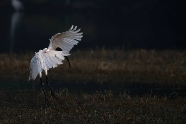 Biały Egret Latający Niebie — Zdjęcie stockowe