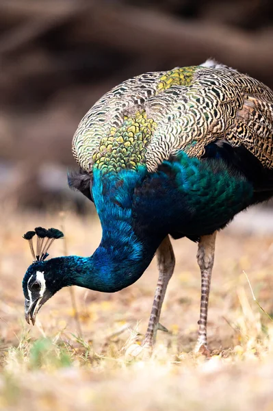 Hermoso Pavo Real Con Una Pluma Fondo —  Fotos de Stock