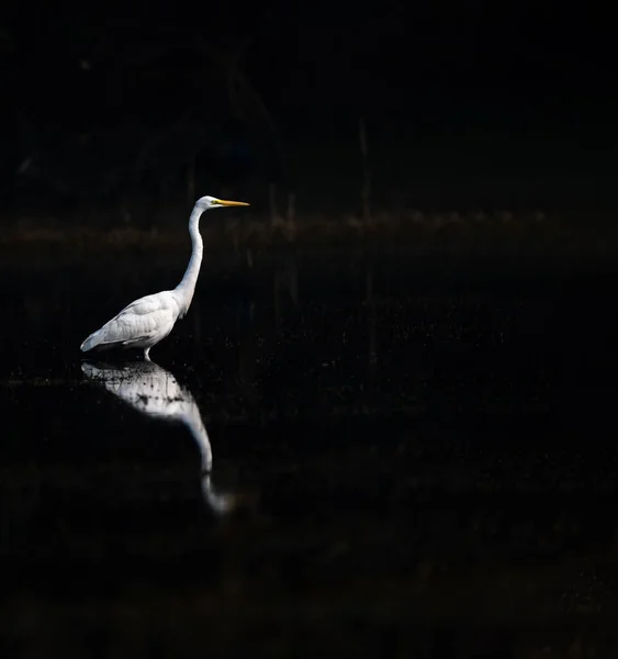 Belo Pássaro Lago — Fotografia de Stock