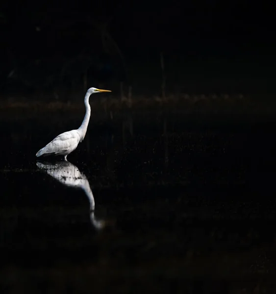 Bellissimo Uccello Nel Lago — Foto Stock