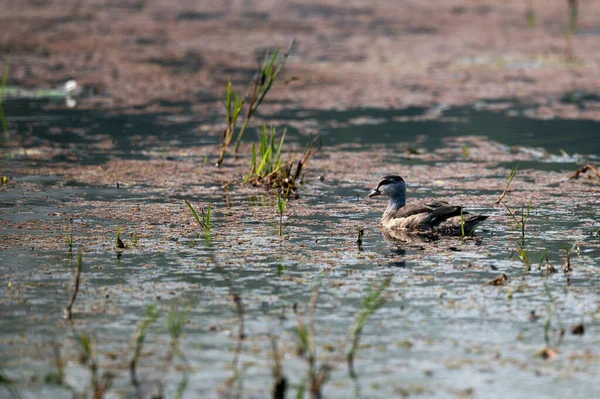 Canards Sauvages Sur Lac — Photo