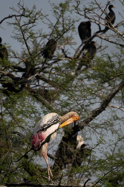 Kenya bozkırında bir leylek