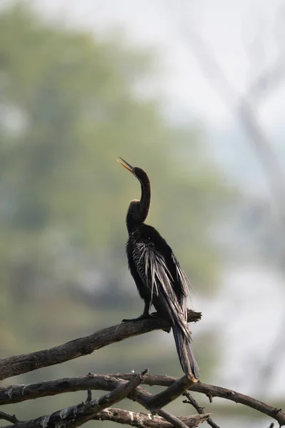 Zwart Wit Foto Van Een Vogel — Stockfoto