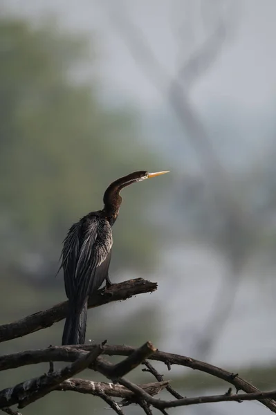 Garza Blanca Negra Pájaro —  Fotos de Stock