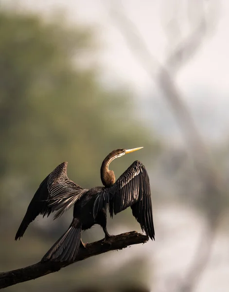 Detailní Záběr Krásného Ptáka — Stock fotografie