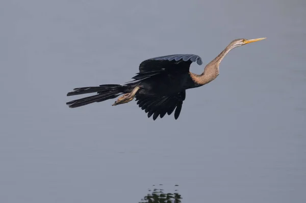 Grote Zilverreiger Ardea Cinerea — Stockfoto