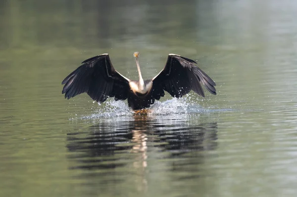 Nagy Fehér Pelikán Ardea Cinerea — Stock Fotó