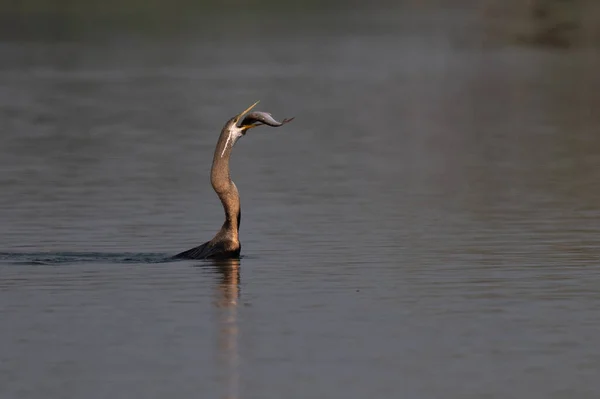 Gros Plan Bel Oiseau Dans Eau — Photo