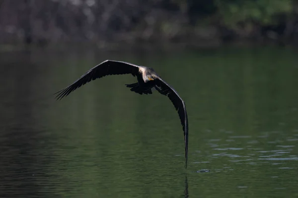 Eine Schöne Aufnahme Eines Pelikans Wasser — Stockfoto