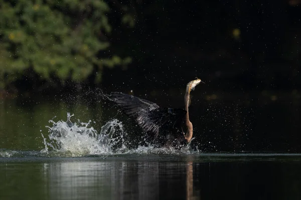 Ein Junges Schönes Mädchen Schwimmt Wasser — Stockfoto