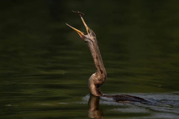 Ein Schöner Vogel Wasser — Stockfoto