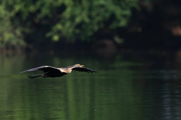 Beautiful White Pelican Flying Water — Stock Photo, Image