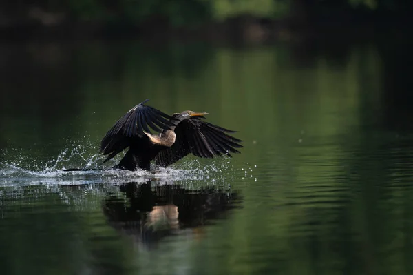 Belo Pássaro Lago — Fotografia de Stock