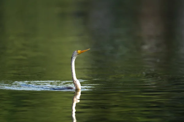 Een Close Shot Van Een Prachtige Vogel Het Water — Stockfoto