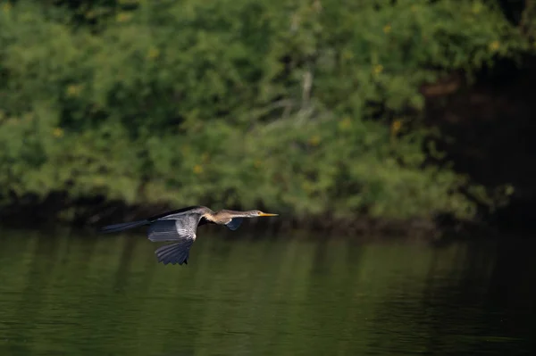 Bird Lake — Stock Photo, Image