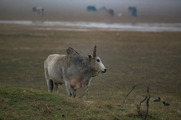 Gros Plan Rhinocéros Blanc Dans Savane Photo De Stock