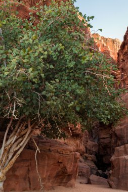 Small gorge in Wadi Rum clipart