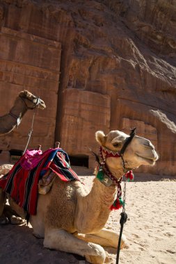 Camels waiting for a transport clipart