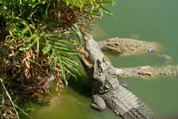 Krokodiler — Stockfoto