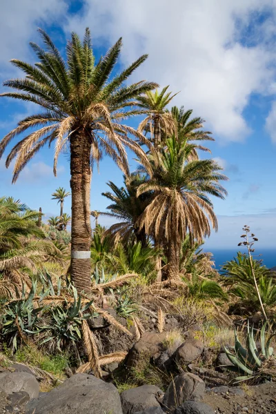La Gomera Landscape — Stock Photo, Image